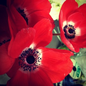 Red flowers